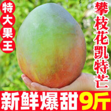 久雅优鲜攀枝花凯特芒果 9斤四川特大青芒果新鲜热带水果当季现摘 净重4.5-5斤（单果8两起）