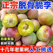 趣鲜语正宗四川脱骨李新鲜孕妇水果脱骨李子【源头直发】当季脆甜半边红 3斤【精品青红脆李大果净2.8斤】8.8元 (券后省3,月销7000+)