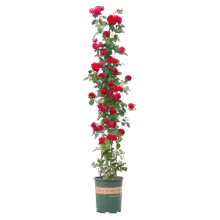 Plus 会员：正宗红木香花苗四季开花爬藤植物浓香型特大苗甜蜜黄木香盆栽 浓香型白木香 母本大苗1.8-2米高28.8元（需领券）