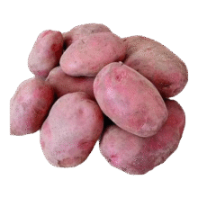 内蒙红皮土豆新鲜黄心土豆现挖洋芋地蛋马铃薯粉面火锅食材统货 红皮土豆大果 3斤 单果150g+买一送一实付8.98元