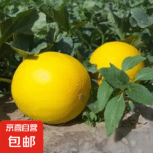 甘肃沙漠金色年华哈密瓜 净重8-9斤 2-3枚装14.9元（需领券）