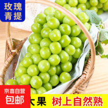 四川大凉山阳光葡萄青提晴王无籽葡萄新鲜水果爆甜锦时 带箱5斤（单果15g+）净重4-4.5斤34.9元 (每满300减30,月销3w+)