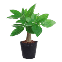 【包活】发财树盆栽鲜花绿植物办公室内吸甲醛绿萝文竹水培易养 【粗2-3cm】单杆发财树【原盆】