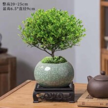 开时果 小叶赤楠盆景摆件 哥窑浸墨盆+苔藓+底座