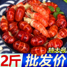 虾有虾途小龙虾大号龙虾尾冷冻生鲜特大烧烤食材海鲜虾类虾球净重2斤 特大一级龙虾尾【纯虾尾】 【钜惠】2斤装（净重）49.9元