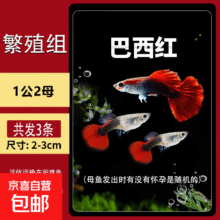 孔雀鱼精品纯种鱼苗观赏鱼金鱼热带小型淡水好养耐活斑马凤尾小鱼 【繁殖组】巴西红 1公2母3.9元（需领券）
