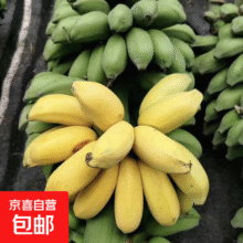 活动广西小米蕉香蕉软糯香甜当季新鲜水果现摘青皮发货整箱包邮 1斤1.89元（需领券）