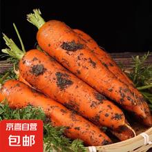 京喜加 新鲜现挖现发胡萝卜农家自种蔬菜水果沙地红萝卜 带泥胡萝卜3斤 含箱