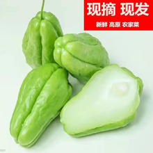 京喜加 正宗云南现摘现发 佛手瓜 1斤