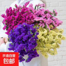【勿忘我】云南鲜花干花花束大束天然真花摆设装饰摆件七夕礼物 随机单色勿忘我3枝1.95元需要5折券，领券路径入下图