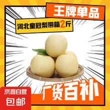 京喜 正宗河北皇冠梨泊头皇冠梨产地直发13 带箱2斤装净重1.6-1.8斤1元