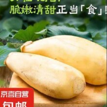 20点；微山湖新鲜莲藕脆嫩多汁现发当季鲜藕下酒菜 清甜凉拌 精品莲藕-1斤10.9元（合5.45元/件，买一赠一）
