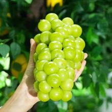 88VIP会员：PANZHIHUA FRUIT 四川西昌阳光玫瑰葡萄大颗粒新鲜水果