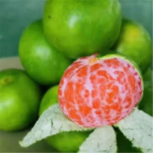 【头茬-尝鲜】正宗现摘青皮小蜜桔 9斤带箱净重8.5斤 优选精品单果50g+16.7元