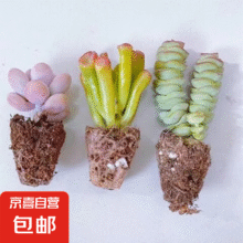 招财进宝多肉  桃蛋+吸财树+钱串1元