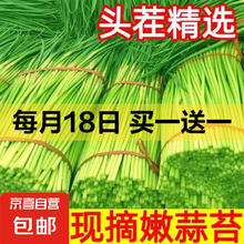 京喜加 新鲜蒜苔 1斤（买一赠一）