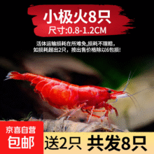 观赏虾黑壳虾除藻虾淡水  小极火买6送2备损