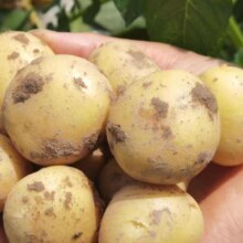 新鲜黄心土豆农家自种 2斤
