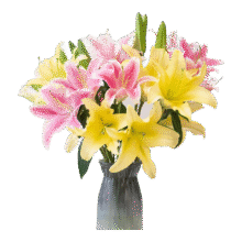 【香水百合】特价鲜花云南直发家用水养插花束七夕送礼物好养香味 随机香水百合混色6朵 优质百合13.99元(买一送一，单件7元)