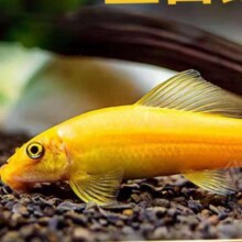 金苔鼠观赏鱼 小型热带斑马鱼 除藻工具4-6cm 金苔鼠2条0.9元（需拼团、需领券）