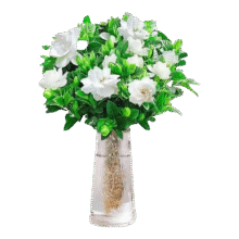 栀子花盆栽四季开花带花苞室内绿萝水培花卉绿植物茉莉花九里香 低配款：15-20cm【2株】当年少量开花 浓香型栀子花【带花苞】10天开花