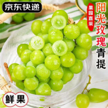 集南鲜  四川阳光玫瑰葡萄 新鲜香印青提子 JD快递现摘直发生鲜水果礼盒 含箱5斤彩箱（单果8-12g）净重4斤