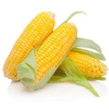 东北黄甜头茬玉米 120g-160g*4根1.5元/件 包邮（买一赠一，需3人）