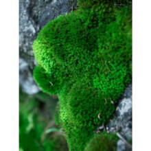 鲜活苔藓微景观植物盆景 大灰藓(15*8)cm 2盒1.32元（需领券）