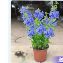蓝雪花苗盆栽 大苗带花苞【花期带花苞 】蓝雪花120（原盆）+肥料 带盆3.34元（需领券）