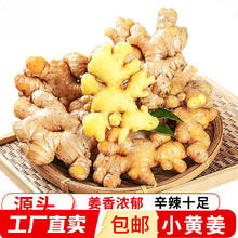 京喜 云南小黄姜 新鲜生姜 3斤