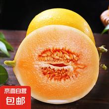 京喜 甘肃民勤沙漠蜜瓜 500g/个 2斤