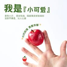 Rockit 乐淇 新西兰进口苹果 抱抱桶款 8-10颗 553g/桶（赠2颗）