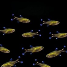 迷你灯鱼满天星热带观赏小型红绿灯草缸群游灯科鱼活体包邮观赏鱼 1.5cm迷你灯5条送2条备损2.9元