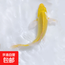 招财黄金金鱼鲤鱼冷水鱼10-12黄金1条6.9元
