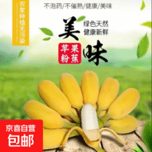 胖嘟嘟苹果蕉酸甜可口新鲜水果放熟后吃雯婷香蕉 苹果蕉带箱2斤4.8元（需领券）