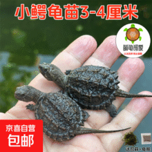 外塘北美小鳄龟爆刺鳄鱼龟幼苗宠物龟杂佛宠物龟凶猛小乌龟活体 3-4厘米刚出壳小鳄龟 1只单身龟9.99元