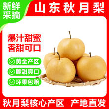 山东 秋月梨 精品果 净重4.5斤 单果300g+券后15.9元