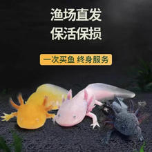 限移动端、京东百亿补贴：宠以沫（CHONG YIMO）鱼活体金鱼活体鱼淡水冷水鱼观赏鱼龙鱼六角恐龙鱼 7-10厘米白龙1条