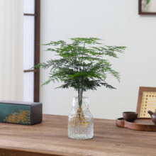 八芽文竹盆栽懒人水培植物客厅室内桌面好养四季好养发财树绿植吸甲醛 文竹-波浪瓶 含盆26.8元 (券后省10)