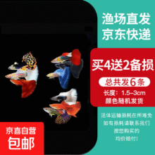 20点：孔雀鱼天使鱼 纯种观赏鱼淡水好养热带小型观赏鱼 孔雀鱼4条送备损2条