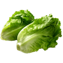 北菜园生菜有机散叶生菜250g有机蔬菜【进店多样加购】火锅食材10.2元 (券后省0.8)