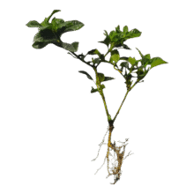浓香型大盆牡丹栀子花四季开花裸根试种1苗（不带盆） 高度20-25cm冠幅10cm2.93元（买一送一，合1.47元/件）