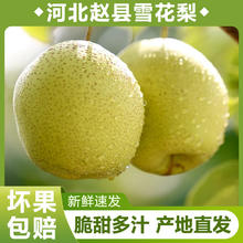 有券的上：新鲜雪梨 5斤装券后11.8元