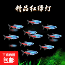 红绿灯鱼  1.6cm左右红绿灯5条1.93元（需领券）