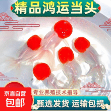 鸿运当头 冷水鱼淡水好养耐活鱼 红头帽子鱼3-5cm3条【含1条备损】9.9元（四条）