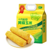 十月稻田黄糯玉米8穗26.71元