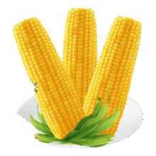 【采销精选】黄糯玉米 颗粒饱满大棒玉米 粗粮杂粮代餐 黄糯玉米220g 8支10.59元（需领券）
