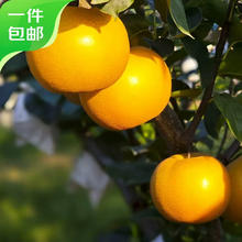 京鲜生 莱阳秋月梨4.5斤 单果300g+ 源头直发券后24.9元