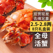 乾澄 大闸蟹现货 全母2.3-2.6两8只 鲜活螃蟹海鲜水产礼盒装