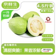 京鲜生 白心芭乐净重4.5斤单果150g起 番石榴 新鲜水果源头直发券后19.9元
